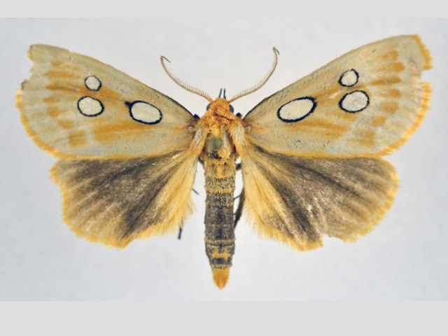 Rhanidophora aurantiaca